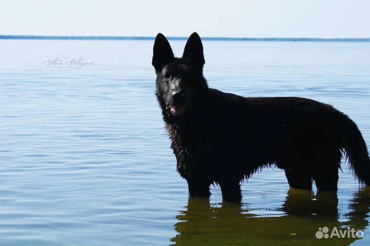 Кобель для вязки