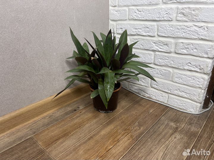 Традисканция комнатные цветы