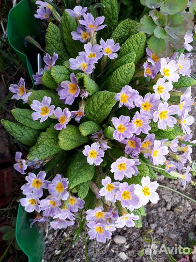 Неприхотливые многолетники для сада