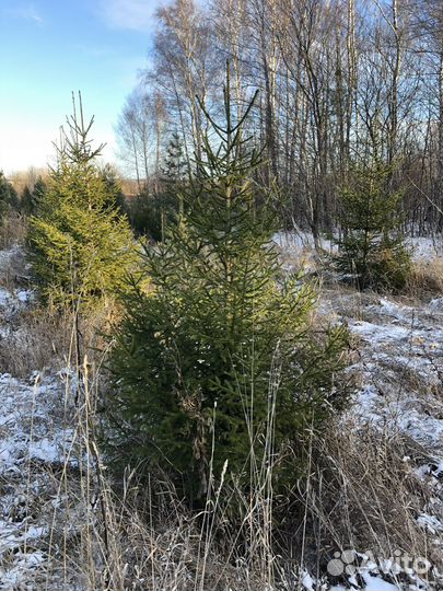 Саженцы, клена,дуб,сосны, березы, липы,рябина