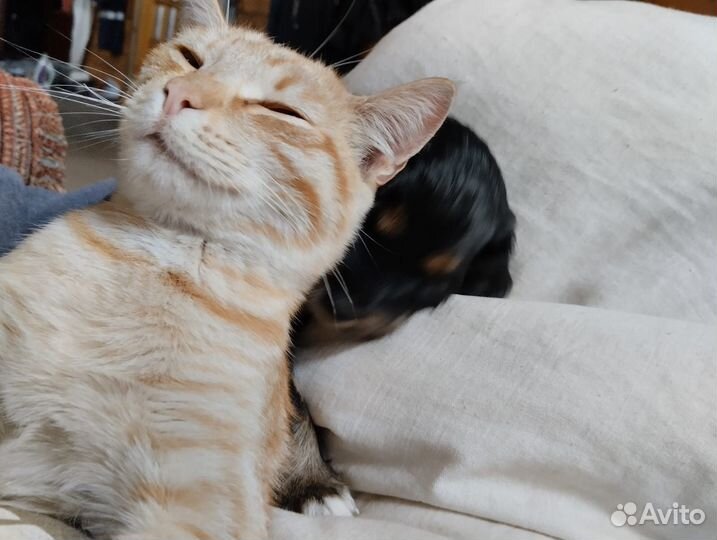 Отдам котов 4 месяца
