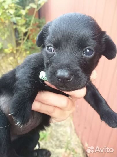 Отдам щенков