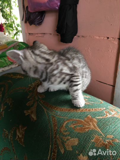 Котенок от бенгальской кошки