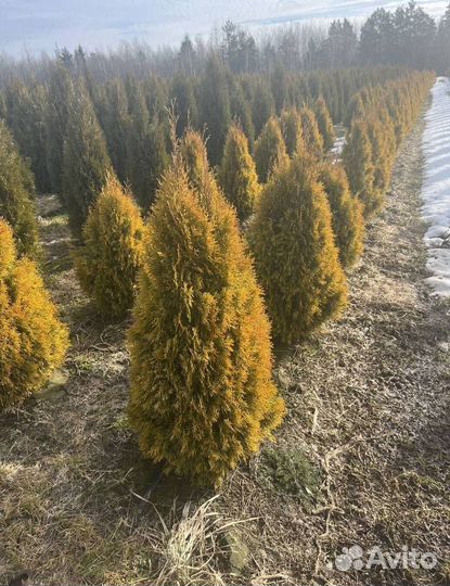 Можжевельник Блю Эрроу с гарантией приживаемости