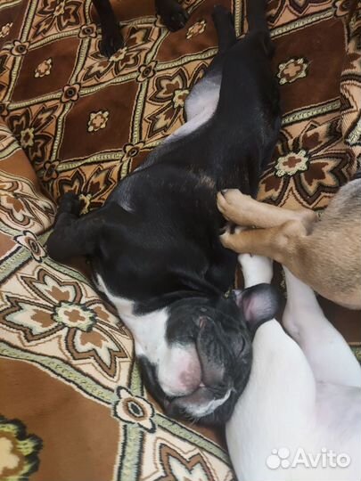 Щенок французского бульдога