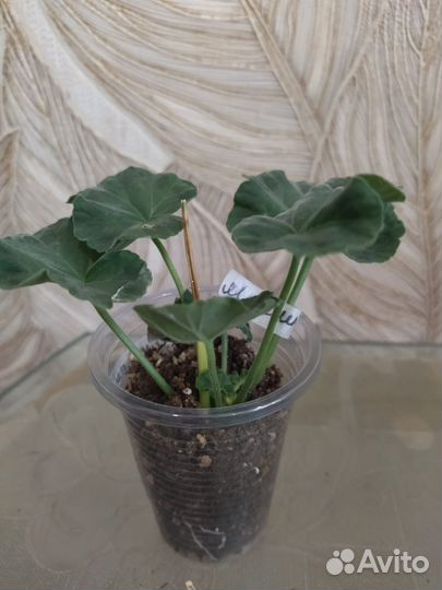 Герань пеларгония