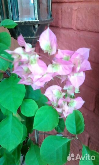 Домашние цветы