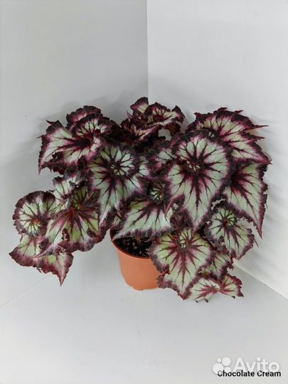 Бегонии сортовые