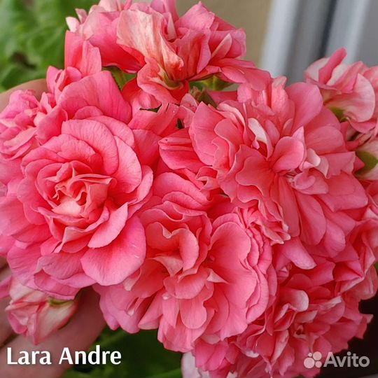 Пеларгонния сортовая та-Эммануэль,юв-Купидон и др