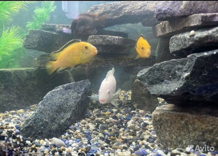 Аквариум 320