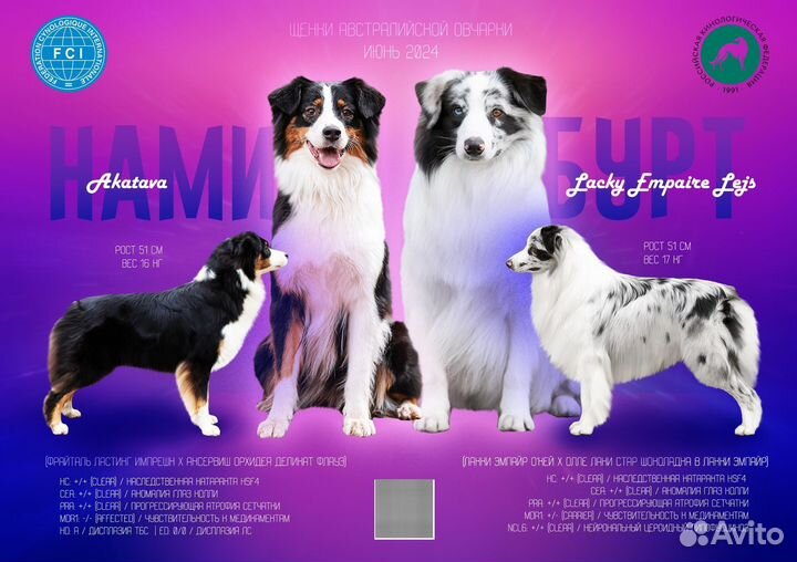 Щенки австралийской овчарки аусси