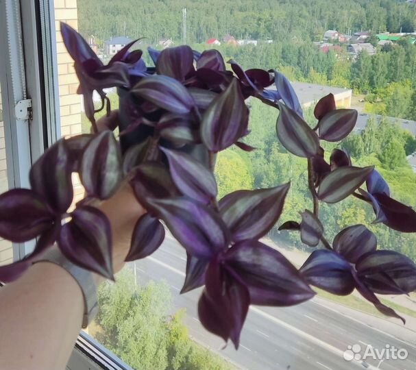 Традесканция зебрина