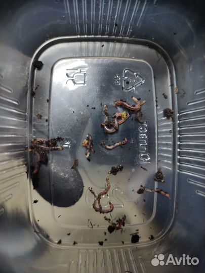 Супер 5000шт малька дендробена Венета