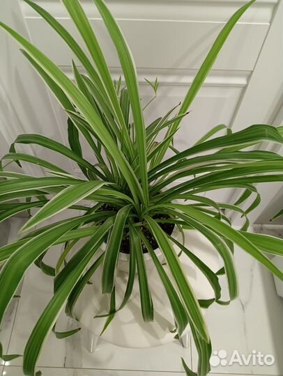 Хлорофитум