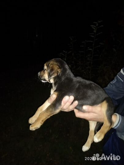 Щенки в добрые руки