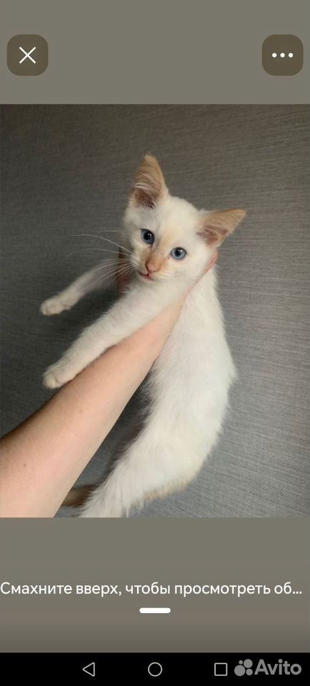 Корат котёнок, Шелехов
