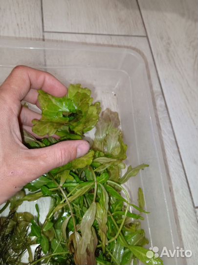 Аквариумные растения прополка