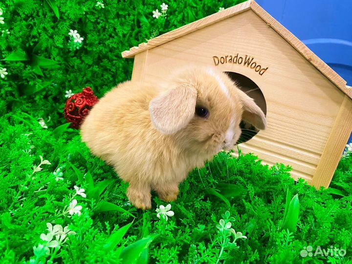 Мини карликовый кролик