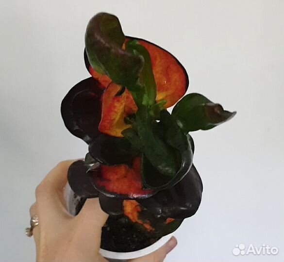 Кодиеум кротон