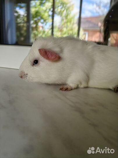 Морская свинка поросенок мальчик