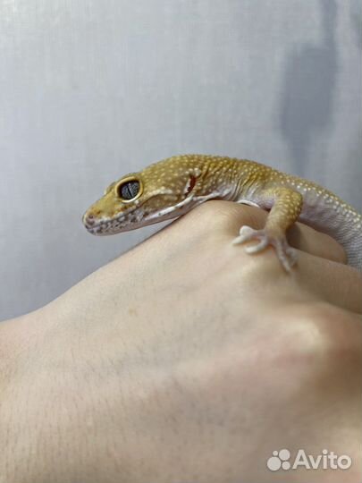 Эублефар, самец, 4 года