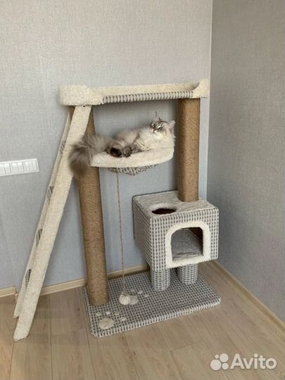 Когтеточка и игровой комплекс для крупных кошек