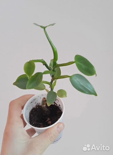 Филодендрон red эмеральд