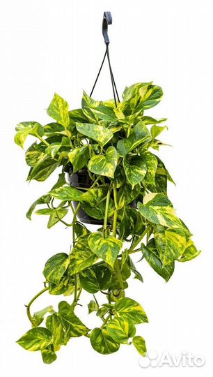 Сциндапсус золотистый эпипремнум ауреум