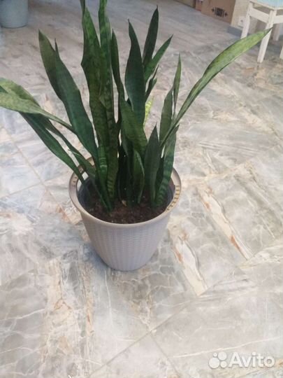 Сансевиерия