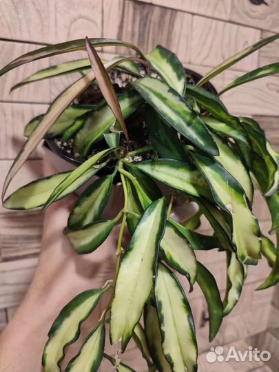 Хойя вайети триколор