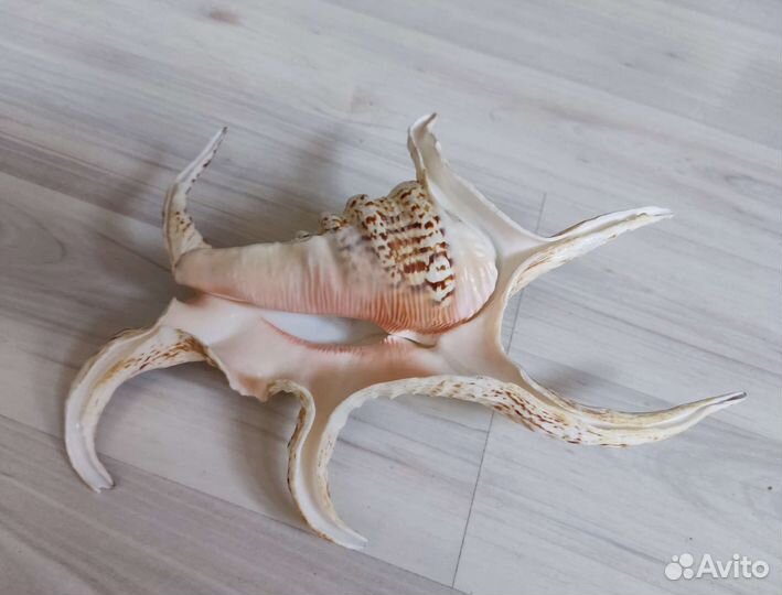 Ракушка среднеземноморская