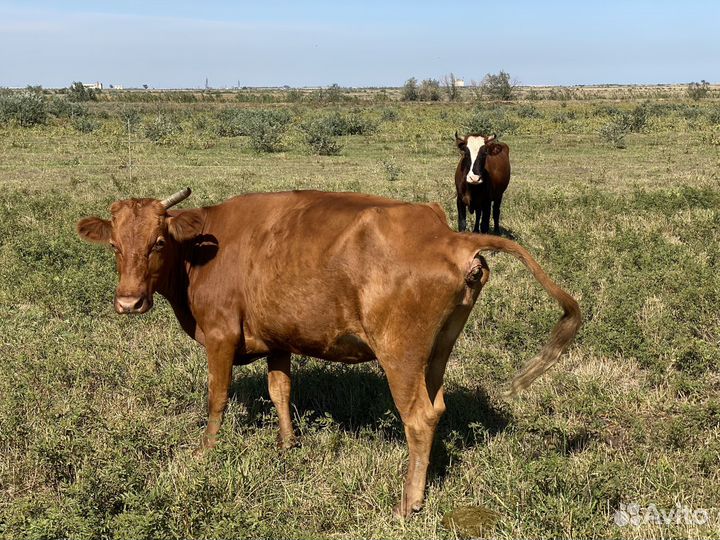 Коровы дойные молочные