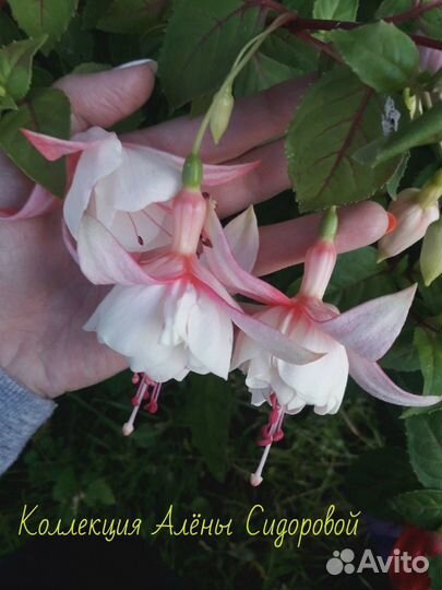 Фуксии сортовые