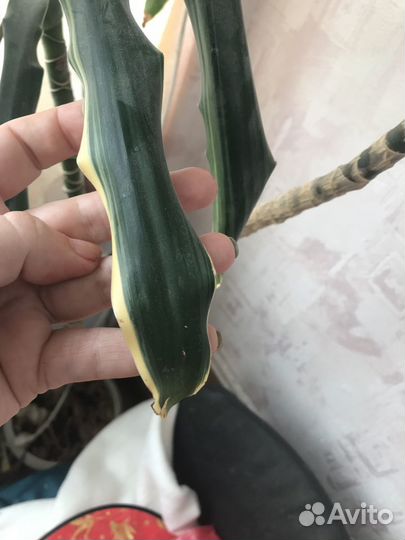 Цветок чуть больше 2 м