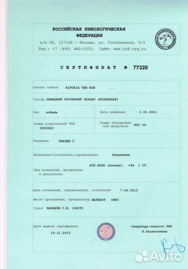 Ягдтерьер для вязки