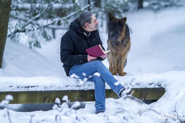 Дрессировка собак