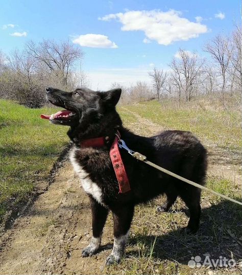 Собака Лика