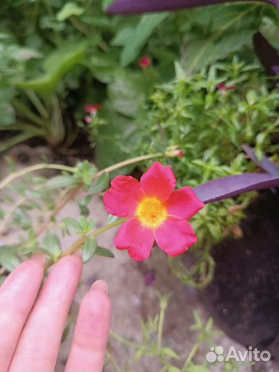 Вегетативные черенки