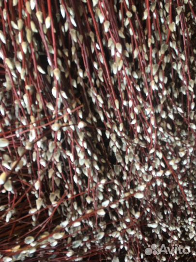 Верба красная / серая Кубанская