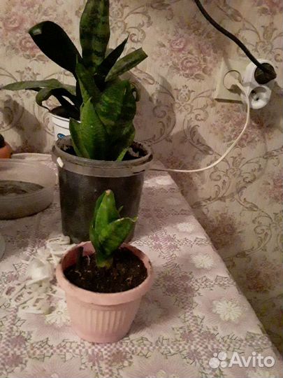 Сансевиерия