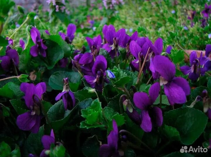 Фиалка уличная, васильки, Купена
