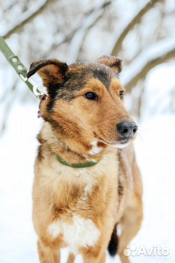 Собака Лобзик в добрые руки