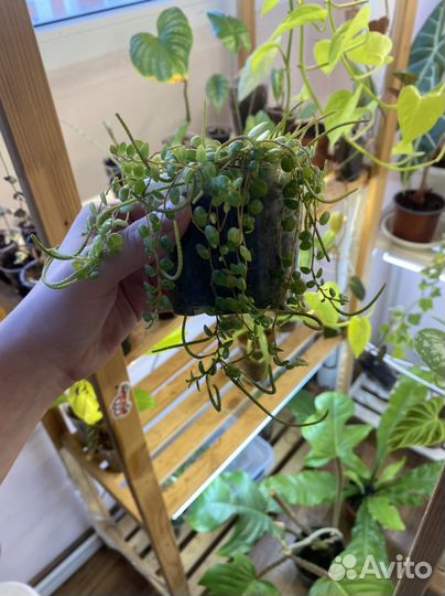 Эпипремнум пиннатум вариегатный