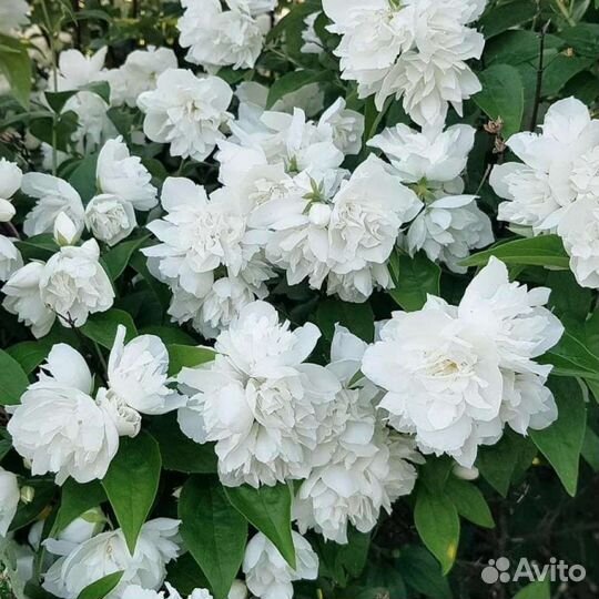 Жасмин(чубушник) Жемчуг