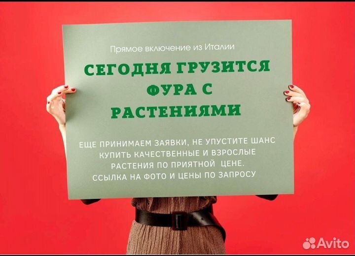 Растения под заказ из Европы