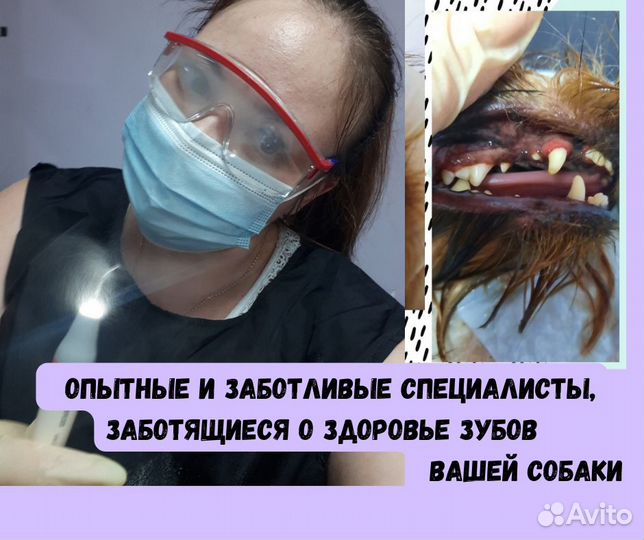 Ультразвуковая чистка зубов для собак