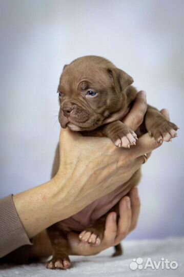 Щенки американского булли