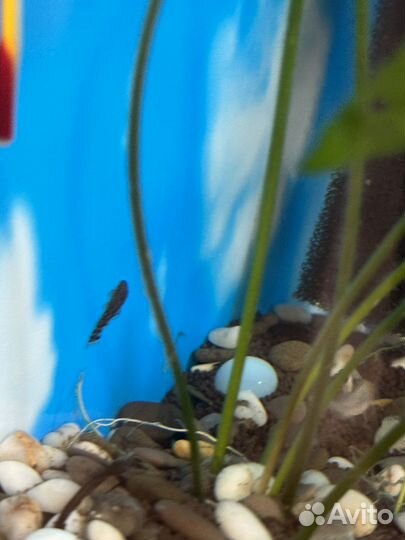 Аквариум с рыбками