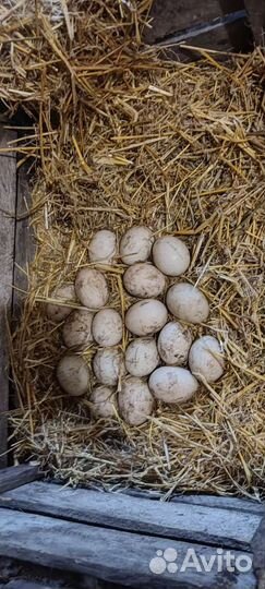 Инкубационное яйцо индоуток