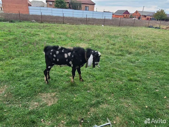 Англо нубийские козы,козлята